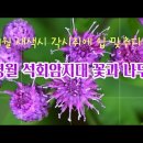 각시취 등 신기한 식물들 /영월 석회암지대/싸돌맨 이미지