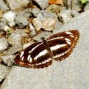 산세라 이미지