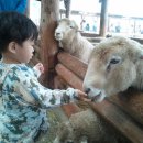 시우목장 이미지