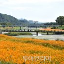 꽃들의 향연 이미지