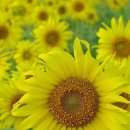 사바비안 - 제천시 용두천로30나길 4-5 | 사바비안