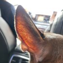 양이멍이 | 멍이랑 양주여행 🐶 | 양주재래식손두부, 감악산 출렁다리, 바베큐파티, 모어그린