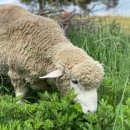 하동목장 이미지