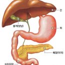 9월8일 췌장암 미리 발견 증상 이미지