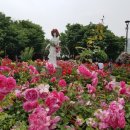 장미공원길 이미지