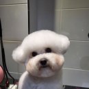미니멍 살롱 네이버블로그