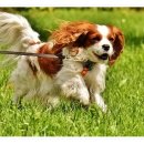 컴투펫 위탁보호센터 인천점 이미지