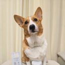 ANG | 강아지 동결건조 간식 팡앤둥 Paang&amp;Doong 앙츄 Ang Chew 바삭식감 열빙어