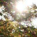햇살가득 이미지