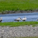 몽골의 새42 - Bar headed Goose(줄기러기) 이미지