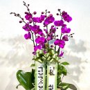 신우꽃집 이미지