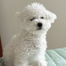 멍멍샤워 이미지