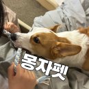 [강아지장난감] 핸드메이드 애견 장난감, 몽자펫 패브릭얀 터그놀이 솔직 후기