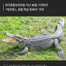 에르메스 비윤리적 악어 도축.. 이미지