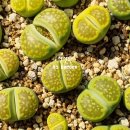 할리농장 이미지