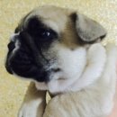 공주-38 Daum카페