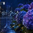 꽃 신곡 20(수국, 재즈) : 비에 젖은 수국 Rain-soaked hydrangeas 이미지
