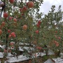 금고농장 이미지