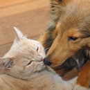 강아지와 고양이 이미지
