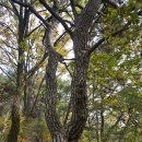 봉학골산림욕장 이미지