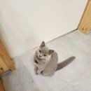 집사의하루 노원점 | 유기묘카페, 노원 '집사의 하루' 방문후기! [내돈내산]