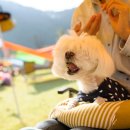 청양 칠갑산오토캠핑장 이미지