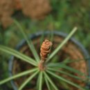 금송하우스 이미지