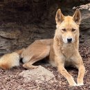 코알라 | 페더데일동물원 오픈런 투어 후기! 쿼카 코알라 입장권 먹이주기 소요시간 솔직리뷰