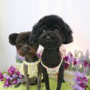 그루멍(groomung) 이미지