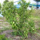 흥부농장 이미지