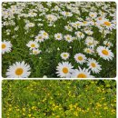 경안천 초부리 이미지