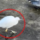 선화초교 이미지