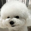 트러스티 코리아