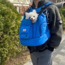 피라 | 강아지 이동가방 추천, 흔들림 없는 컴피라비올리 텐마일백 후기