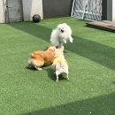 누리마루 Pet유치원 이미지