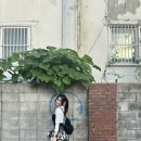 왜아이뽑니 네이버블로그
