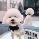체리쉬독