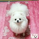 로베르토폼 이미지