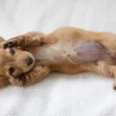 고막농장 이미지