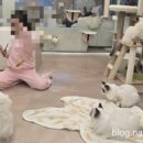 고양이카페 랙돌 이미지