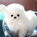 진수