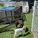 코기절미 이미지