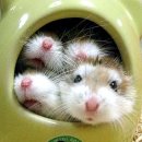 옹기종기 이미지