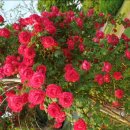 수원이안과의원 이미지