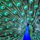 아르고스 이미지