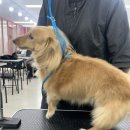 폼#반려견미용실 이미지
