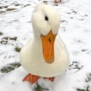 우리가축병원 | 최근 반려조 키우기로 오리가 뜨는 이유