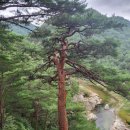 금강송면사무소 이미지