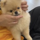 옐레드 애견유치원 & 애견호텔 대전노은점 이미지