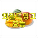 ﻿와일드 망고의 효능과 작용 이미지